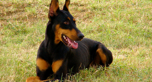 The doberman can be a loyal member of the family.