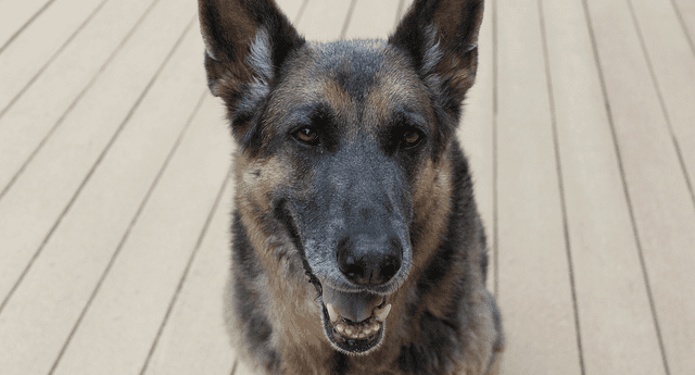 German shepherds are confident and self-assured.