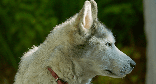 A Siberian husky in profile.