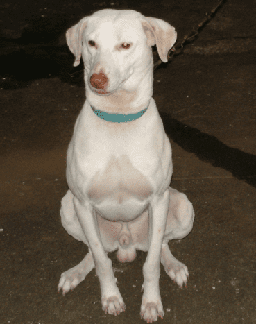 A Rajapalayam dog from the Tamil Nadu region of India.