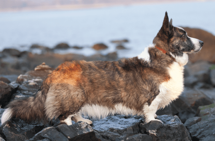 can a samoyed and a cardigan welsh corgi be friends