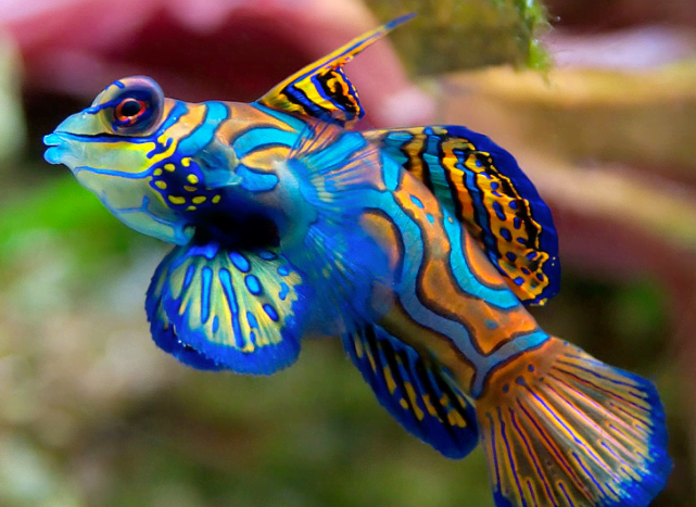 The cute and colorful goby is a very popular aquarium fish.
