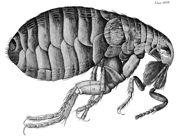 The famous flea described in the book &quot;Micrographia&quot; by R. Hooke.