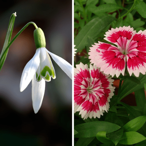 The snowdrop (left) and pink Dianthus (right) are two of January's birth-flowers. 