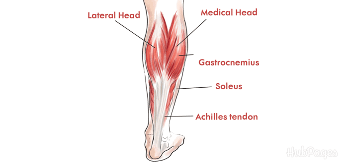 A diagram of the calf's major muscles. 