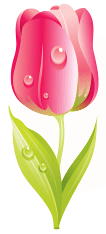 free pink tulip flower clip art