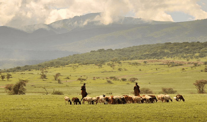The Maasai and cattle. The Maasai people control large chunks of land.