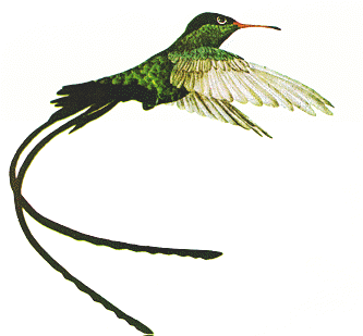 The Hummingbird