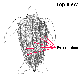 Dorsal ridges of leatherback turtle