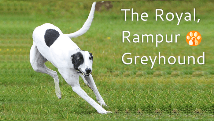 The Rampur Greyhound  - The Hunting Dogs From India