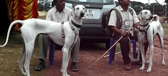 the-best-hunting-gun-dogs-from-india