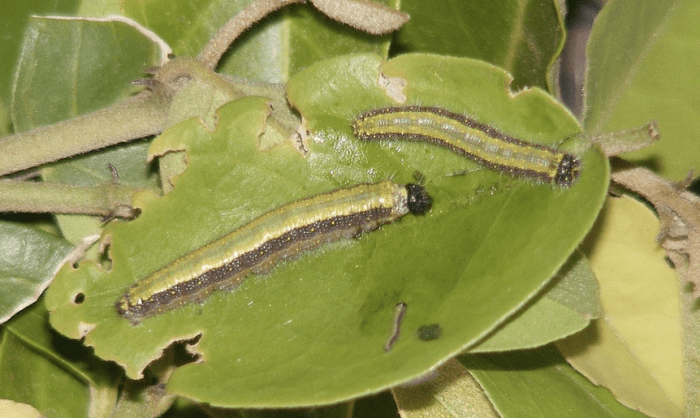 Caterpillar of the pioneer white butterfly
