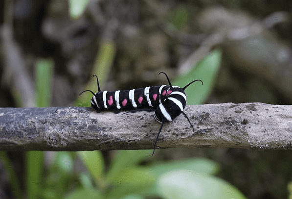The caterpillar of the Malabar Tree Nymph butterfly, Idea malabarica