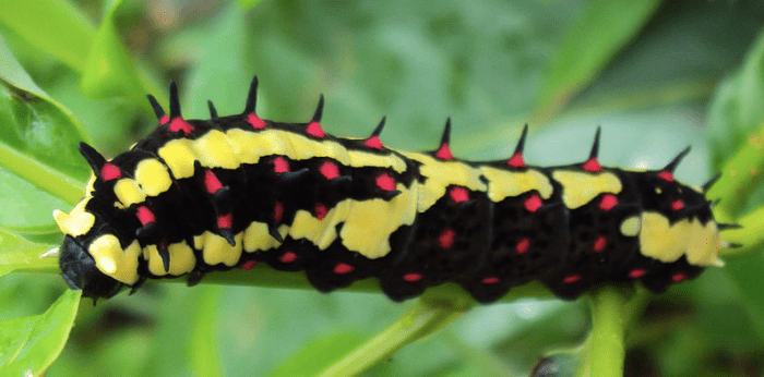 The caterpillar of Papilio clytia, the common mime, a kind of swallowtail