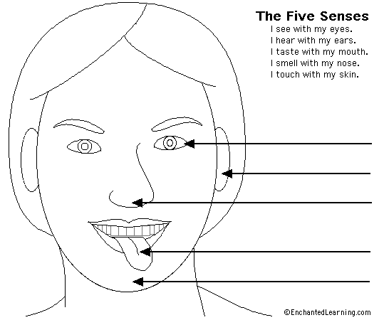 Label the 5 senses worksheet. Source:  enchantedlearning.com