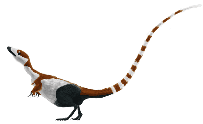 Digital illustration of the coelurosaurian dinosaur Sinosauropteryx prima, based on the holotype specimen. Coloration and pattern follows Zhang et al 2010.