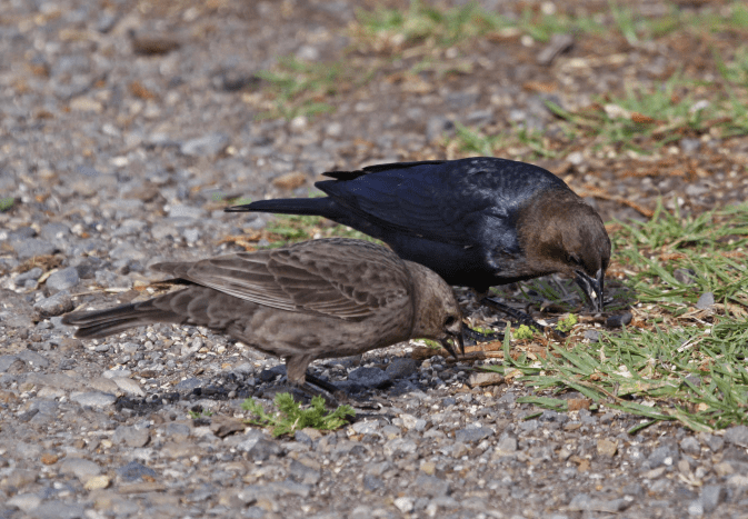 Male and Female Brown-Headed Cowbirds