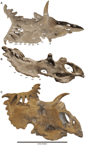 Here are actual bones found from the Kosmoceratops. 