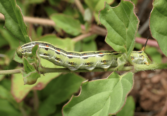 White-lined sphinx caterpillar