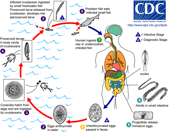 Life cycle of fish tapeworm