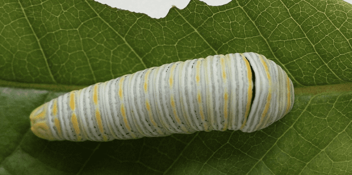 斑马燕尾毛虫，轻形态