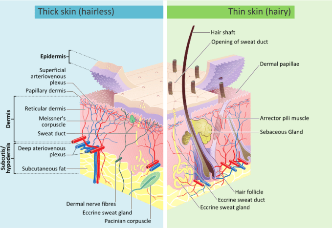 The Skin layers