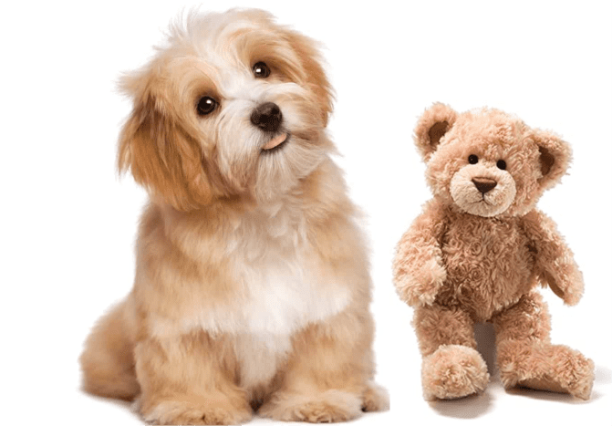 11-dog-breeds-that-look-like-teddy-bear
