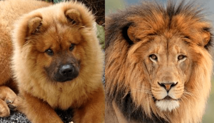 Cow Chow Dog (слева) и лев (справа) — собака, похожая на льва
