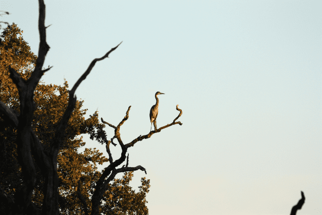 Blue Heron perched on dead tree branch.