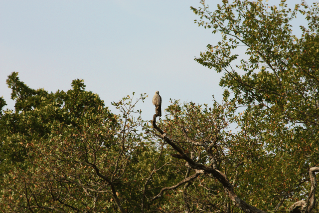 Mississippi Kite perched high atop an old dead tree.