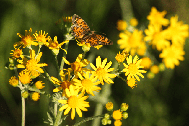 Bitterweed and Butterfly