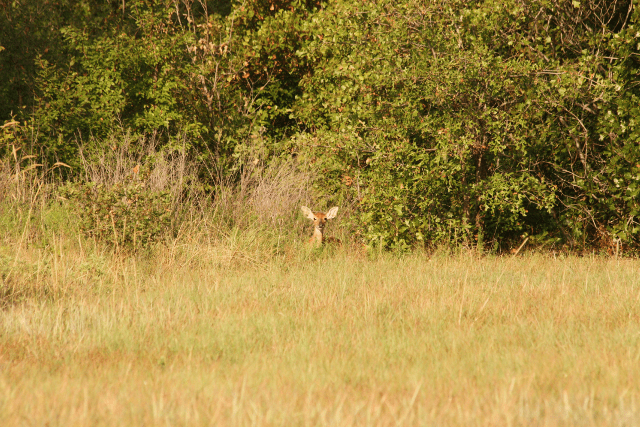 The tall grass and trees are a good hiding spot for this sweet little fawn.