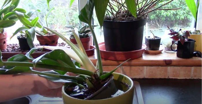 Watering your philodendron, such as with a brief soaking, a day before repotting will make repotting easier for both you and the plant. 