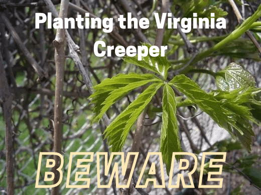 Spring Green Virginia Creeper Leaf