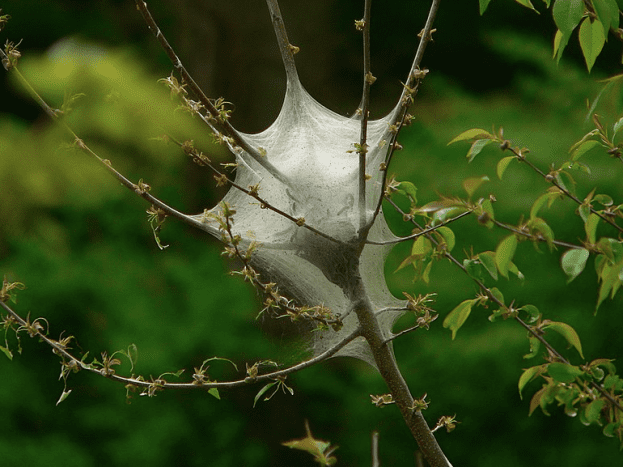 Nest of the eastern tent caterpillar