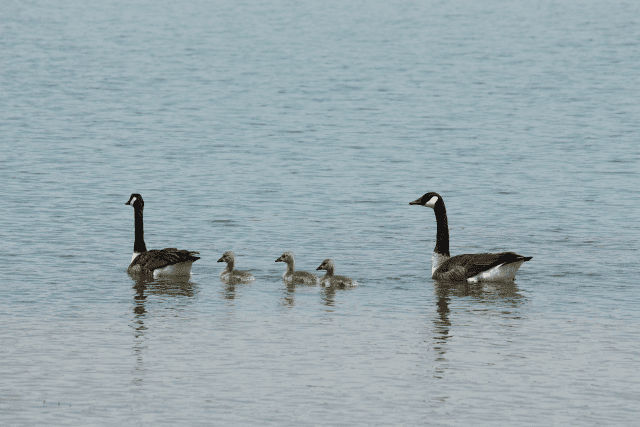 Canadian geese with goslings