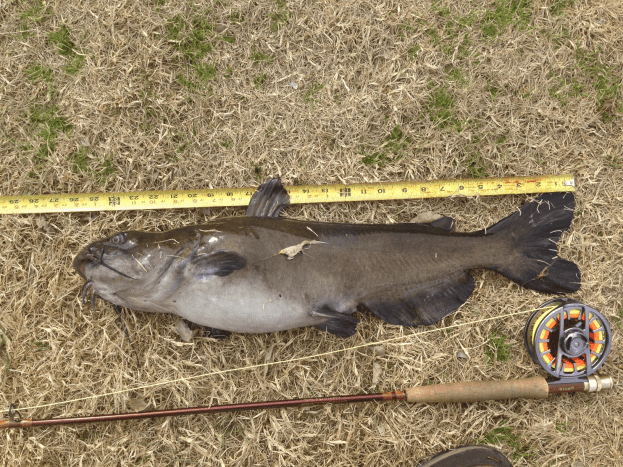 Bread eating catfish caught on a 5 wt. with marabou fly submitted by Tightlines. 2/8/17