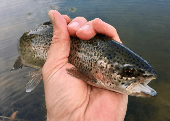 Blue River, OK Rainbow Trout caught Nov' 2016!