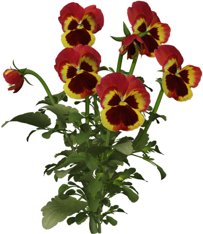 Mother's Day Card Theme - Red Pansies