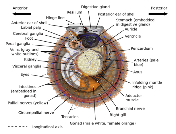 Anatomical diagram of a giant scallop 