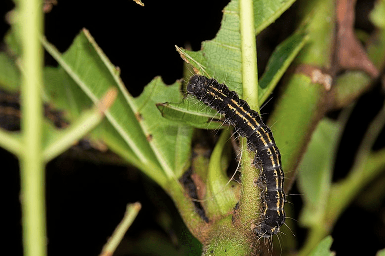 Caterpillars of India A Photo Guide to Common Species Owlcation