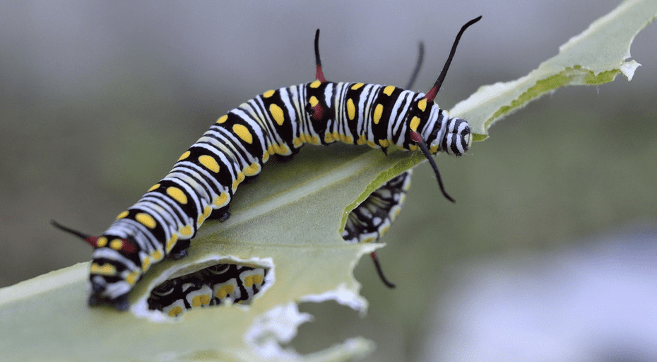 Striped Caterpillars An Identification Guide With Photos Owlcation