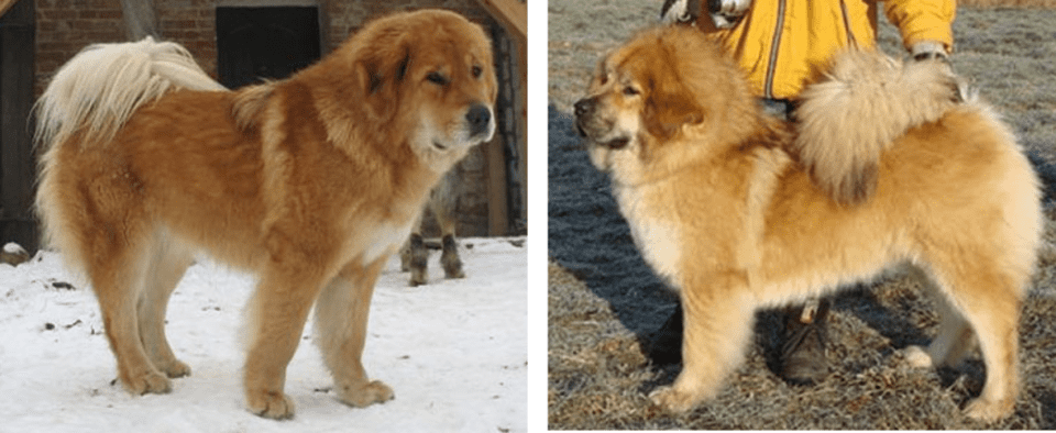 8 Breeds of Himalayan Mountain Dogs: Sheepdogs, Mastiffs, and More