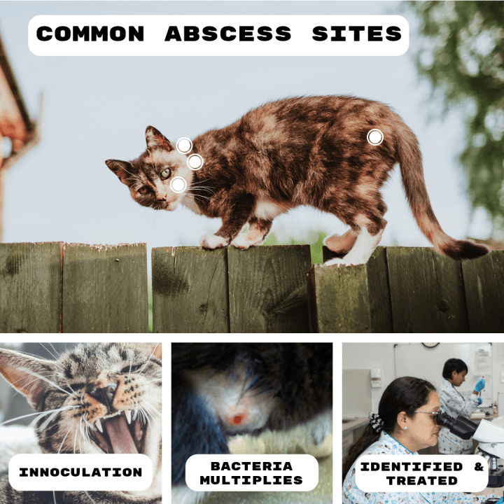 How to Treat Cat Abscesses at Home PetHelpful