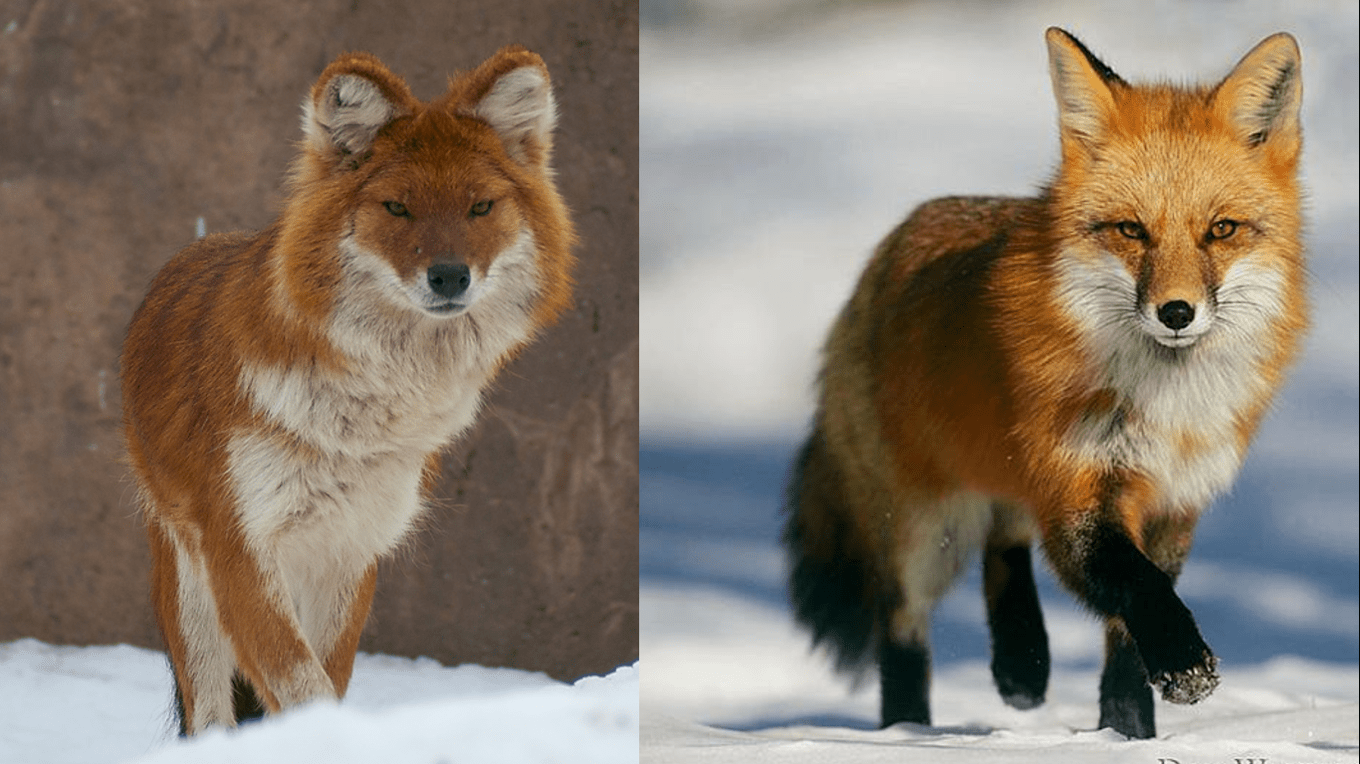 Hunde Die Aussehen Wie Ein Fuchs