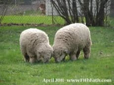 gamla Engelska Babydoll Southdown får vuxna.