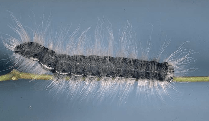 caterpillar-types-and-identification-guide-owlcation