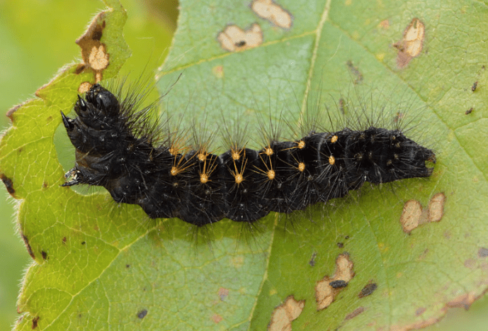 black-caterpillars-an-identification-guide-to-common-species