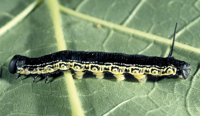 Black Caterpillars An Identification Guide to Common Species