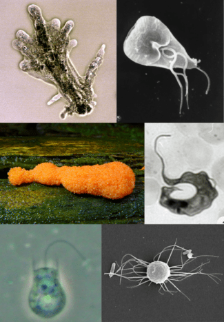 4 Main Groups of Protozoa - Owlcation - Education